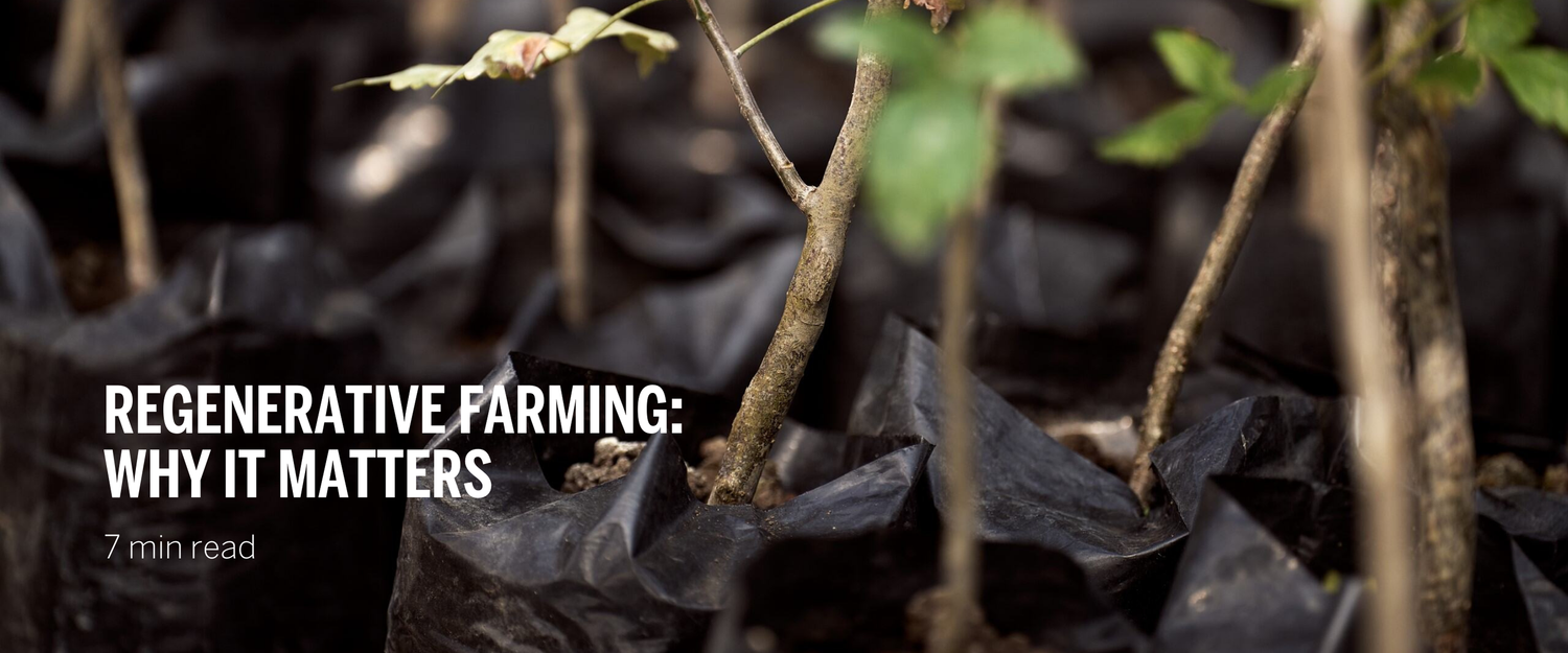 Regenerative Farming: Why It Matters